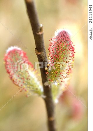 ネコヤナギ猫柳の花咲く 21115941