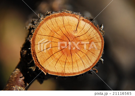 枝の切り口 枝の切り口 21116565