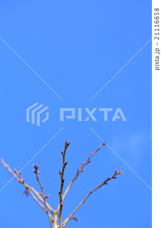 横浜緋桜の冬芽と青空 21116658
