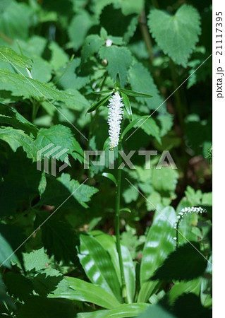 白糸草 花言葉は ゆったりとした時間の流れ の写真素材