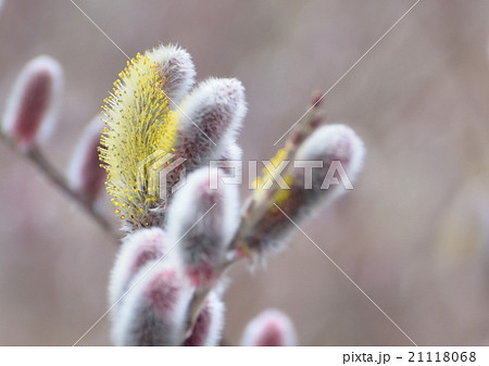 ネコヤナギ猫柳の花咲く 21118068