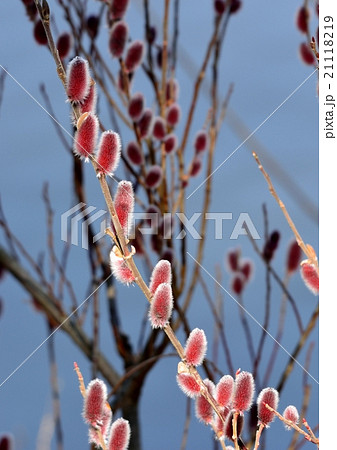 赤紫色した花穂をもつネコヤナギの写真素材