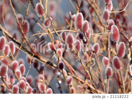 赤紫色した花穂をもつネコヤナギの写真素材