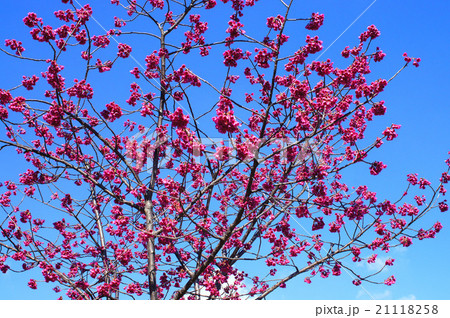 カンヒザクラ カンヒザクラ 21118258