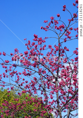 カンヒザクラ カンヒザクラ 21118261