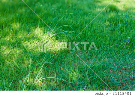 fresh spring green grass fresh spring green grass 21118401