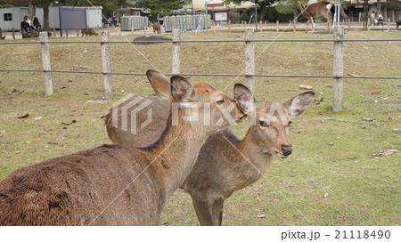 鹿　奈良公園　ささやき 21118490