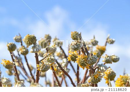 ミツマタ 21118620