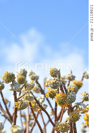 ミツマタ 21118621