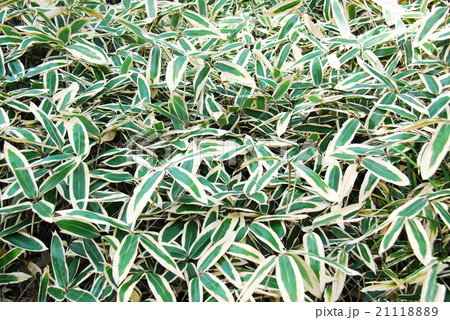 クマザサ クマザサ 21118889