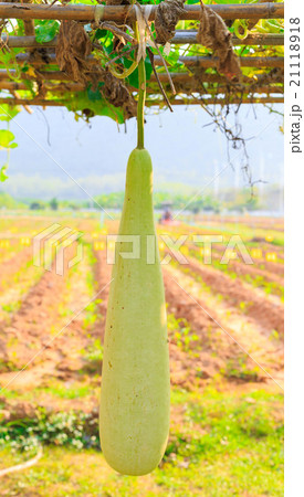 Long squash in farm  closed up 21118918