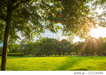 Green grass on a sunny meadow of city park 21119395