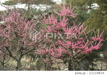 奈良公園の片岡梅林の写真素材