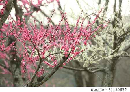 奈良公園の梅の花 奈良公園の梅の花 21119635