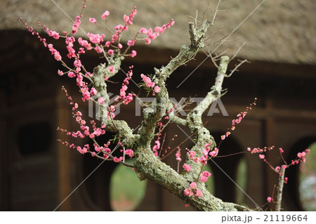 奈良公園の円窓亭と紅梅 21119664