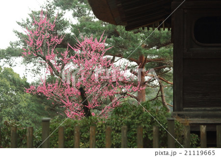 奈良公園の円窓亭と紅梅 奈良公園の円窓亭と紅梅 21119665