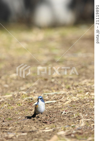 ルリビタキ 21119891