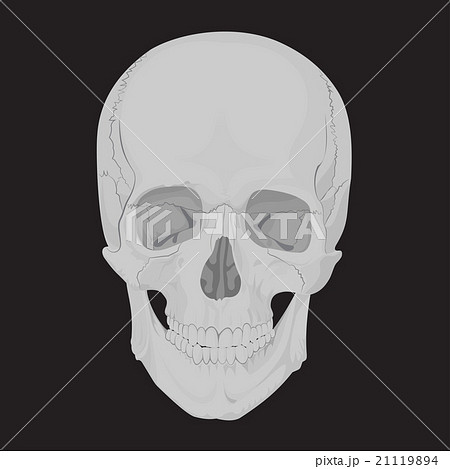 human skull bones skeleton dead 21119894
