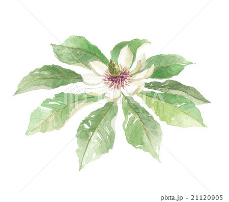 ホオノキ　朴の木 21120905