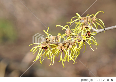 マンサク（満作） 21121010