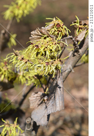 マンサク（満作） 21121011