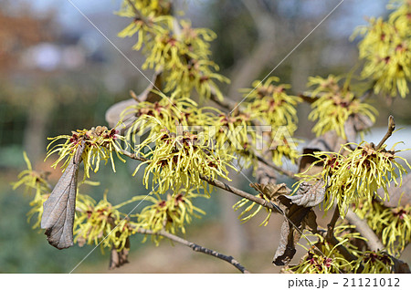 マンサク(満作) マンサク(満作) 21121012