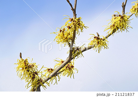 マンサク（満作） 21121837