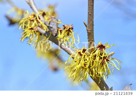 マンサク（満作） 21121839