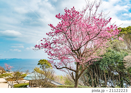 寒桜(静岡県熱海市上多賀) 21122223