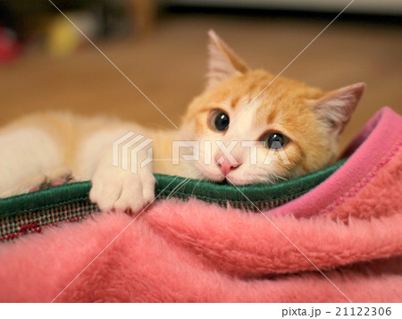 猫 家猫 飼い猫 やんちゃな猫の写真素材 [21122306] - PIXTA