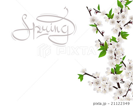 Cherry spring branch with white flowers 21122349