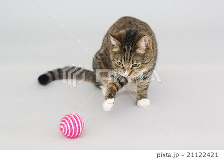 Tabby greeneyed cat playing with ball toy Tabby greeneyed cat playing with ball toy 21122421