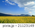 菜の花の海 21123149