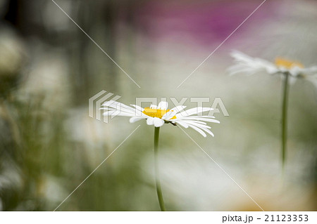 マーガレット マーガレット 21123353