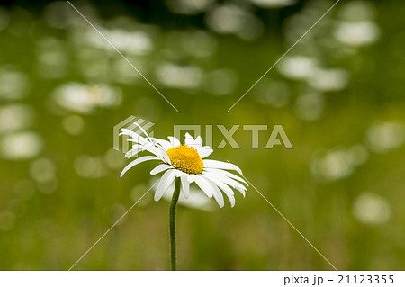 マーガレット マーガレット 21123355