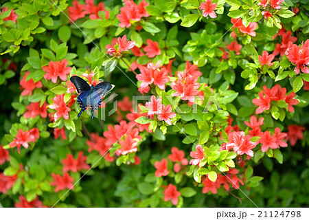 ミヤマカラスアゲハとキリシマツツジ ミヤマカラスアゲハとキリシマツツジ 21124798