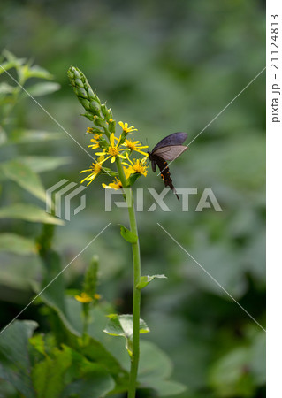オナガアゲハ オタカラコウで吸蜜 オナガアゲハ オタカラコウで吸蜜 21124813