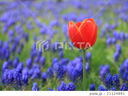 春の花園Ⅱ 春の花園Ⅱ 21124891