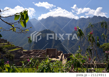 マチュピチュ遺跡に咲く蘭 ソブラリア・ディコトマ マチュピチュ遺跡に咲く蘭 ソブラリア・ディコトマ 21124911