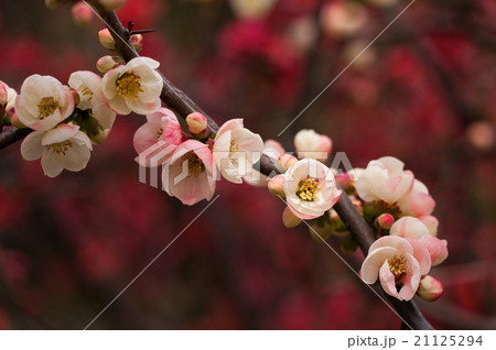 木瓜／flowering quince 21125294