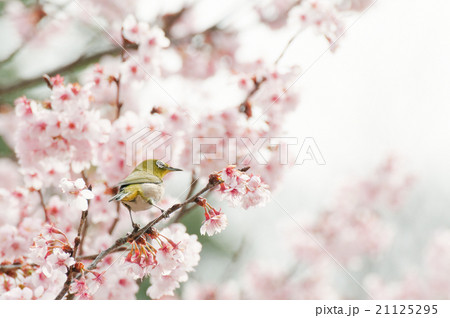寒桜とメジロ 寒桜とメジロ 21125295