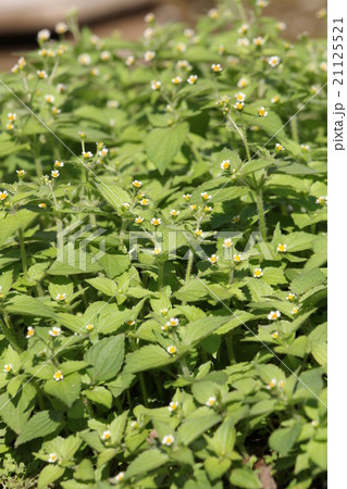 ハキダメギク 21125521