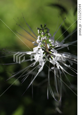 クミスクチン クミスクチン 21125544