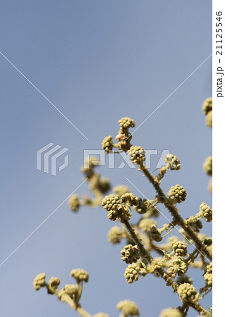 カミヤツデの蕾 21125546