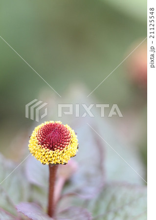 オランダセンニチ オランダセンニチ 21125548