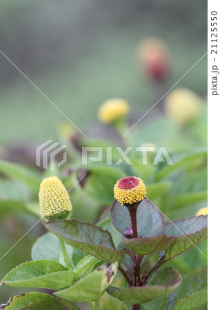 オランダセンニチ 21125550