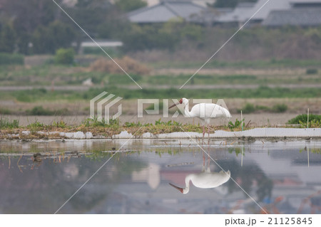 ハス田で休息するソデグロヅル 21125845