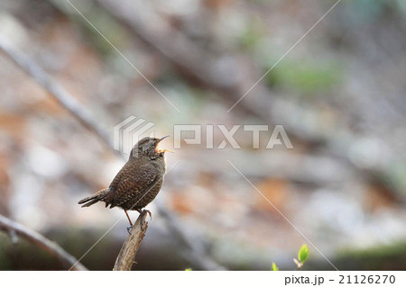 ミソサザイ ミソサザイ 21126270