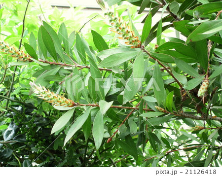 春　ブラシの木の蕾 21126418