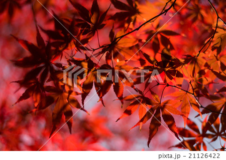もみじの紅葉 もみじの紅葉 21126422